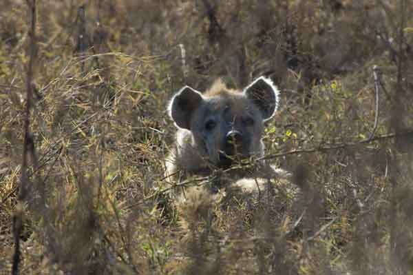 Hiena Manchada - cráter del Ngorongoro - Tanzania 1.jpg